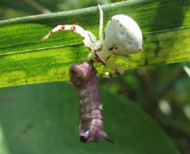 �E���M���V�W�~�̎q