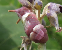 �傫�߃E���M��