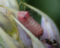 �ɏ��E���M��