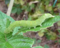 ���}�K�^�A�c�o���ȁH