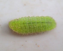 ��炶���}�g�V�W�~