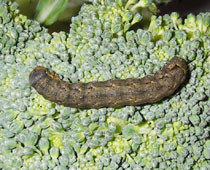 �u���b�R���[�̃��g�E�K