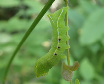 �J���X���g�E�n