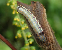 �n�X�������g�E�H