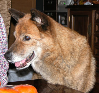 �͂Ђ��A�J�L��