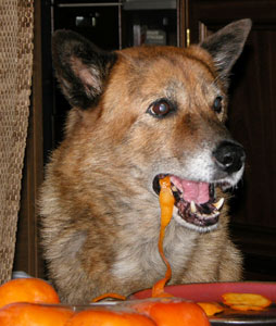 �͂��A�͂�