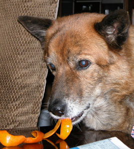 �����������Ƃ���