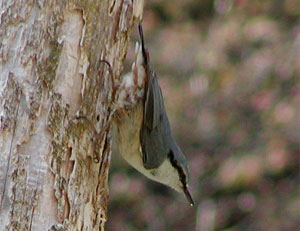 �}�Ӓʂ�S�W���E�J��