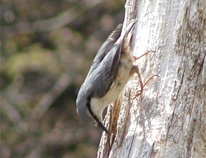 ��l�߃S�W���E�J��