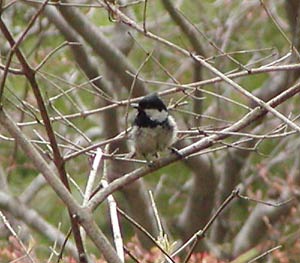 �悻���q�K��