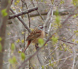 ���z�I�W��