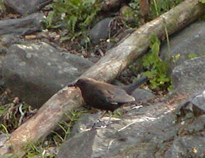 �ق��΂�J���K���X