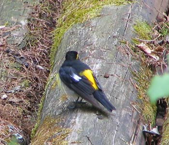 �����������Ă���