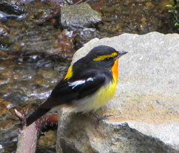 ���v���ɂӂ���L�r�^�L