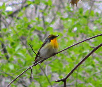 �V�΂�������