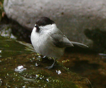 ����R�K��