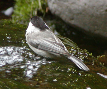 ���q�J���R�K��