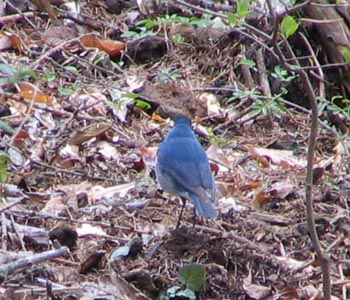 �w�������ǃR����