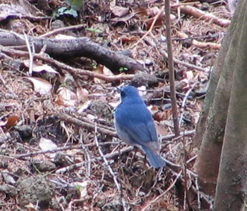 �ق�A�R�����ł����Ă�