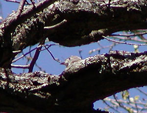 �R�T���r�^�L��