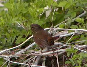 �ق��΂�~�\