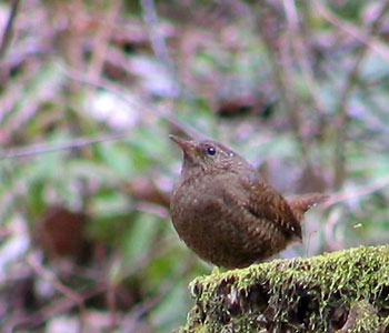 �}�ӂ̃|�[�Y