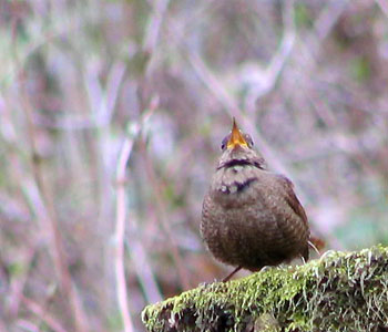 �~�\�T�U�C�͂��ł��K��