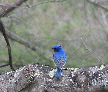 �����߂��ꂽ�I�I����