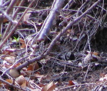 ���u�T����T���I�㋉��