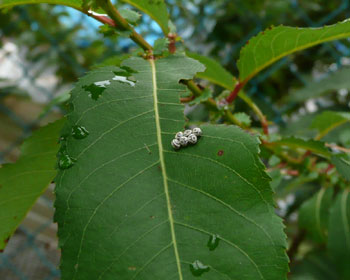 �P�O���W���A������𔭌�