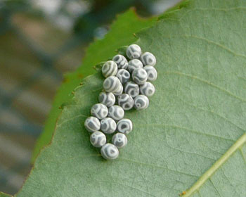 �Q����A��Ƒ��𔭌�