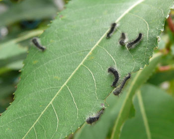 �P�Q���A�������̃P����񂪛z��