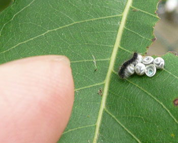 �����A�Z�q���z��