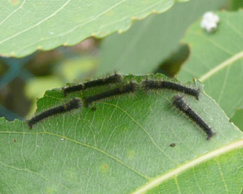 ���т���