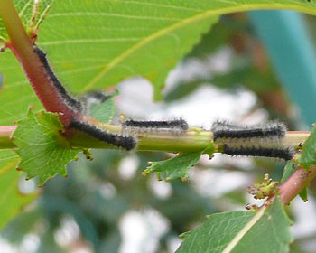 �}���ɂȂ��Ă���