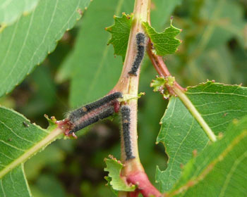 �킸���Q���Ŕ����ɐ���