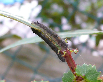 �H�̗��E�`