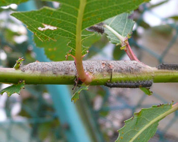 �₯�ɑ傫���̂��������A�������e�ł͂Ȃ�