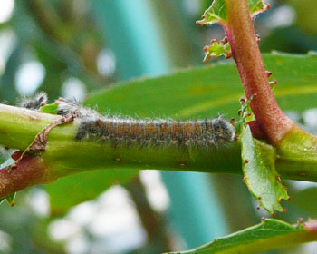 �Q�S���A�����̎q�𔭌�