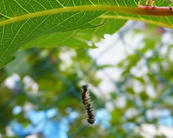 ���̒���ɗ��������͗l