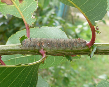 �Q�X���A���Ȃ葾���Ȃ���