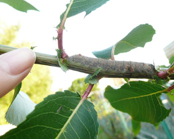 �P�P���V���A�}���ƋL�O�B�e