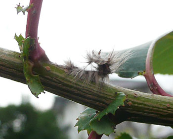 �P�V���A�}��񂪏����Ėє炪�c��