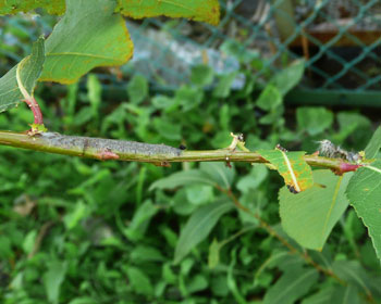 �������}���Ɩє�B�E��H