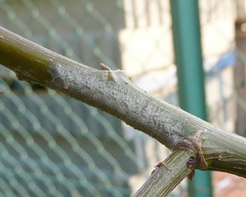 �P�Q���Q�U���A�P�C�������邪�A���̌�p������