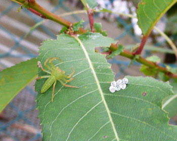 ��������̂͂��̐l�̂����H