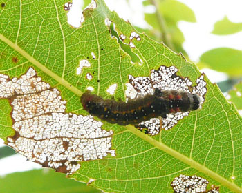 �Z�O���V���`�z�R�炵��