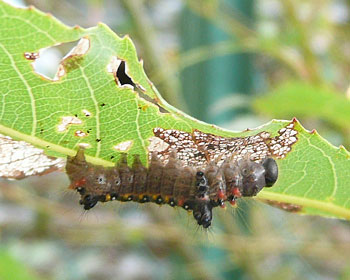 �X�J�X�J�ɐH��