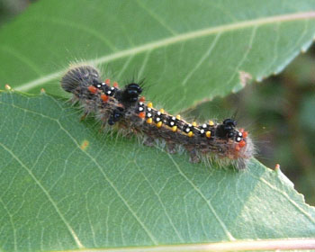 �O�オ�킩��ɂ���