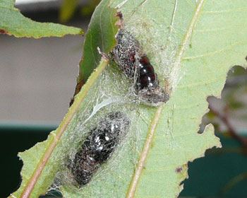 �P�P���Q�V���A�����ɂȂ��Ă���